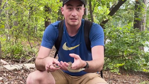 The blind snake is so weird it feels unreal - and it is not a worm