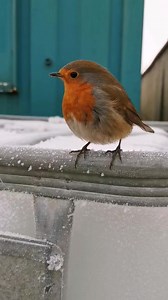 It's National Robin Day 🧡 Despite the title 'National Robin Day' it's not all about the beautiful European robin red breast, although this video is exactly that, featuring only #buddytherobin but it's a day to think of all our wonderful songbirds here in the UK. Today is highlighted to help our songbirds at these harder times during winter period, where food, water and shelter are harder to find. By filling your feeders and water bowls daily during the winter period will help the birds so much 