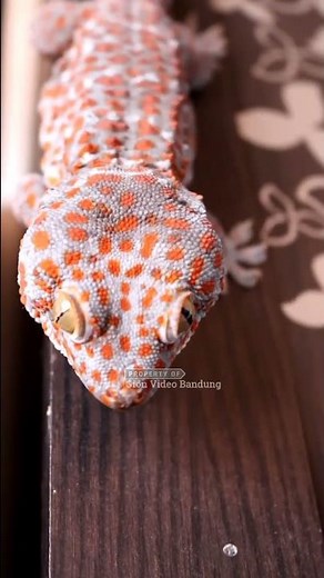 GECKO SOUND ‼️ Suara Tokek Seram Terbukti Ampuh untuk Pengantar Tidur Anak | Animal Sound