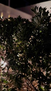 2.3K views | Elevate your culinary journey at Sofrito, where the vibrant soul of Latin cuisine meets gourmet elegance. Nestled in the luxurious embrace of #Breathlessmontegobay, every bite is a celebration of bold flavors, artful presentation, and unforgettable moments. Discover the perfect blend of spice and sophistication, this is dining reimagined.✨ | Breathless Montego Bay Resort & Spa | Facebook