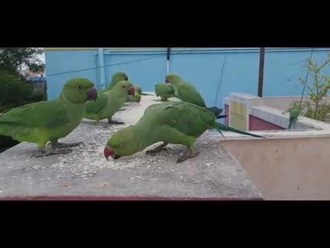 This Is Why Green Parakeets Are So Adorable 🦜