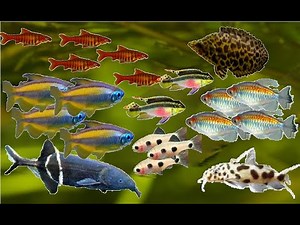 Acuario Comunitario Africano (OPCIONES)
