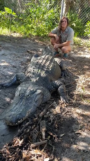 The Reptile Zoo on Instagram: "This is one big boy😳 It’s always amazing seeing how big these gators can get, I know males are supposed to grow to about 10 to 15 feet but it always amazed me when I see one that is fully grown up close🤯 They look so cool and powerful🔥"