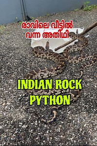 പെരുമ്പാമ്പ് വീട്ടിൽ വന്നപ്പോൾ |indian rock python came home | Anoop Travel Dreams