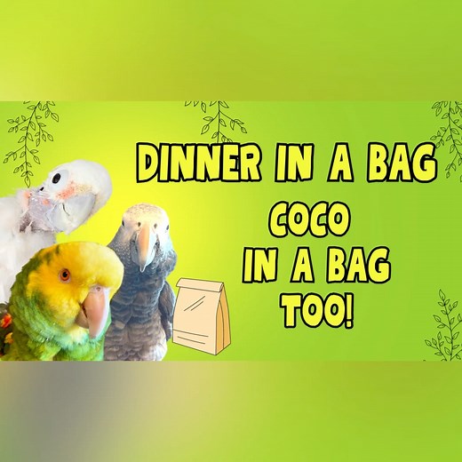 Dinner is served! I think Brad was pretty excited when I told him I was making dinner. Taking it up a notch with paper bags – what a surprise! 💼 FYI That description was AI generated 😂 | Lucky Lou and Coco Too
