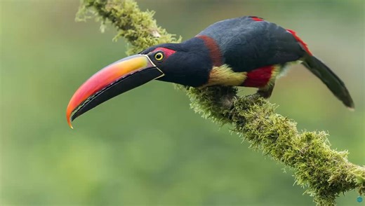 Behind the Scenes of Bird Photography in the Jungle With Great Tips