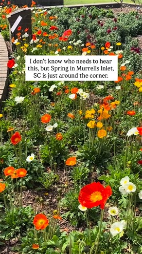 I don’t know who needs to hear this, but spring in Murrells Inlet, SC is right around the corner. This place is about to feel completely different. Here’s what I’m most looking forward to around Murrells Inlet this spring: * Flowers blooming at Brookgreen Gardens * Azaleas, ALL the azaleas blooming in everyone’s yard * Blessing of the Inlet * Sunrises while getting coffee at Brown Fox Coffee Box * Dinners enjoyed outside at almost any local restaurant * Boat rides, paddle boarding and kayaking i