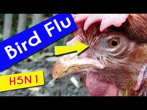 Bird Flu Signs in chicken, virus H5 infection & Biosecurity Problem in poultry farm