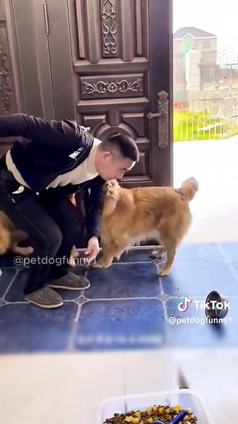 🤣🤣🤣 #dogfunny #dogfunnyvideo #dog #fyp #petdogfunny1 #funny