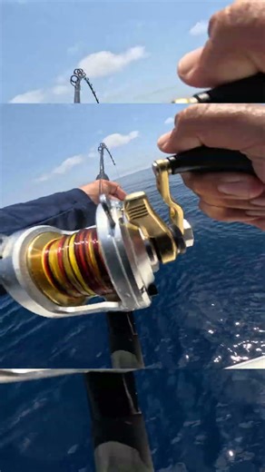 Quick amberjack catch and release! Dehooking tool in action.