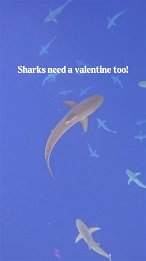 Sharks need a Valentine too! Show your love for the ocean’s apex predators 🦈💙 Shop One Ocean Designs at oneoceandesigns.org and use promo code SOPHIESHARK10 to spread the love while supporting shark conservation! #SharkLove #ValentinesForSharks #OneOceanDesigns #SharkConservation #OceanLove #ProtectSharks #SharkAdvocate #ApexPredator #MarineLifeMatters #OceanStewardship #SharkAwareness #SaveTheOcean #SharkLife #SharkAppreciation #OceanConservation #SharkProtection #LoveTheOcean #EcoFriendlySty