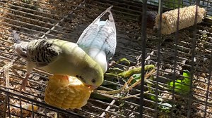 The Parakeets @ Myko's Aviary🦜 | Myko's Aviary