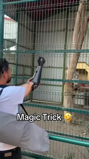 Monkey 🐒🌿 on Instagram: "The first one 😭😭😭😂😂😂 Follow me @Monkey_igs 📷 Video by furbabydiaries74 (DM for credit or removal/ No copyright intended. All rights are reserved & belong to their respective owners.) #MonkeyMadness #MonkeyWatch #MonkeyTales #MonkeyZone #MonkeyNation MonkeyForestLife MonkeyHugs MonkeyExpressions MonkeyAntics MonkeyCharm MonkeyMoves MonkeyExplorer MonkeyTribe MonkeyGallery MonkeyTime MonkeyFury MonkeySwing MonkeyAlert MonkeyPeace MonkeyWorld MonkeyVibesOnly Monkey