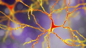 Disability or identity: the autism divide