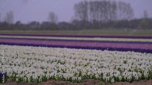 Landscape at dusk with a field of blue and pink hyacinths in bloom in Netherlands. Cultivation of bulb flowers in rows (Hyacinthus orientalis) in the plains in rainy weather 4k