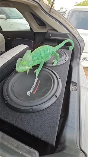 Pioneer BASS #audio #automobile #bass #contentcreator