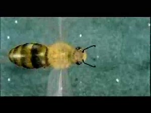 Think! - Busy Bee (2003, UK)