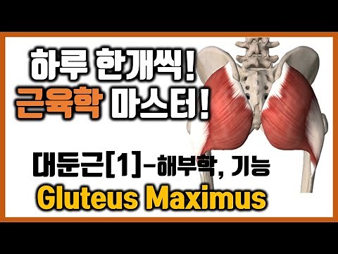 [힐링무브 근육학] 5-3-(1) 대둔근(큰볼기근, Gluteus maximus) 의 해부학과 기능 | 보행에 필수적인 근육 | healingmove