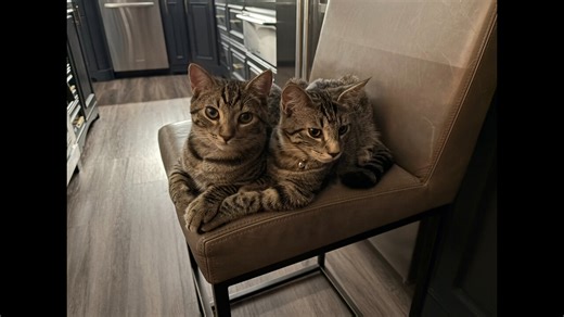 Coffee With Scott Adams