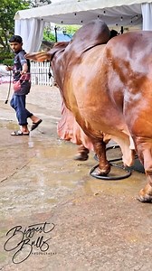 17M views · 117K reactions | This bull's excellent balance of depth, muscularity and breed character makes him a great example of the Sahiwal breed | Biggest Bulls Photography | Facebook