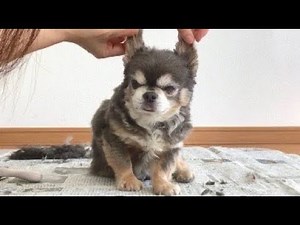 ラズおじさん134 トリミング仕上げ、終わったらスッと去るよ。
