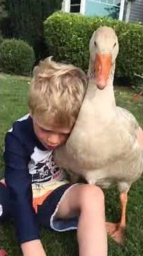 A boy and his pet goose