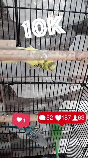 Budgerigars in a Cage: Colorful Bird Companions