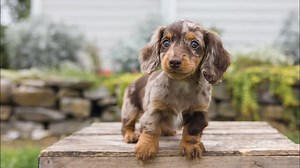 A Mini Dachshund Puppies Success Story You'll Never Believe