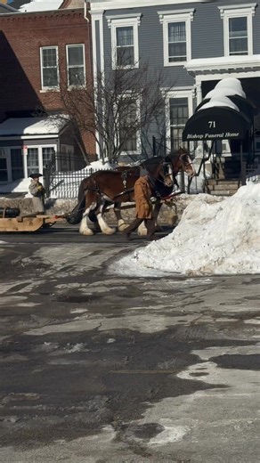 What in the gangs of Massachusetts is going on | Pbs Skinz