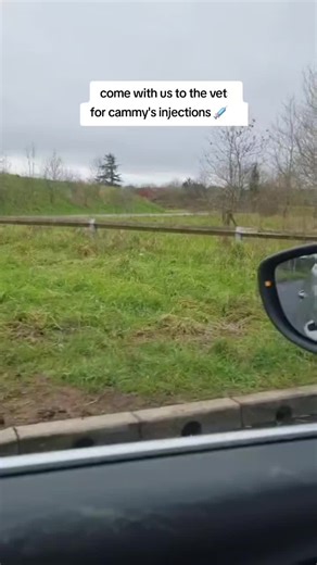 come with us to the vets for cammy's monthly injections (librela and cytopoint) 💉💖 #vets #seniordog #librela #cytopoint #dogsoftiktok