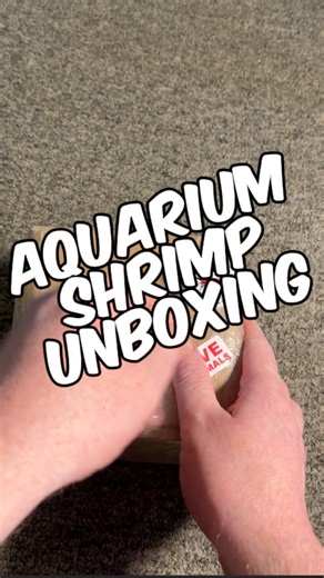 Unboxing My New Shrimp Order For My Planted Shrimp Tank! My new batch of freshwater shrimp has finally arrived, and I’m really excited to share the unboxing and acclimation process with you! 🦐 These little creatures were carefully packaged to ensure their safety during shipping, and as always, I ordered from Best aquarium shrimps UK . They’ve consistently provided me with the healthiest and most active shrimp at prices that make sense for hobbyists like me, so I always feel confident when buyin