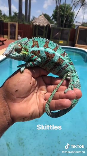 Panther chameleons are the most colorful of the species !