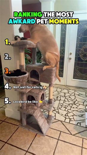 Ranking the most Awkward Pet Moments Of All Time 🙀💖 #animals #pet #funny #awkward