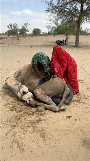 🐫💦مشهد صحراوي مؤثر لامرأتين تساعدان جملاً متألماً! 😢�