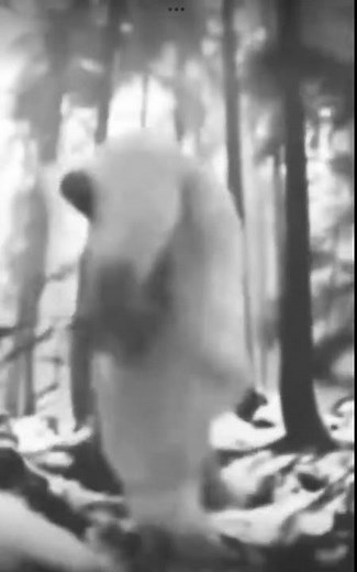Yeti falls down hill