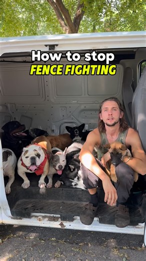 54K views · 337 reactions | Fence fighting and how to stop it ❌ . #dogtraining #dogtrainingtips #dogtrainingadvice #doglover #dogpsychology #reactivedog #puppytraining #dog #dogbehavior #dogpsychology #dogpack #reactivedog #aggressivedog #viral | Cherry Hoggs | Facebook