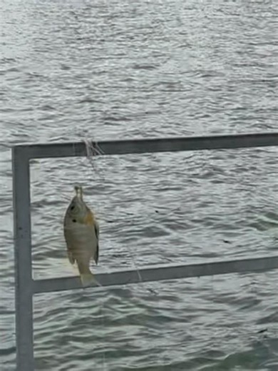 I Caught My First Fish Ever! 🎣🐟 Tiny Bluegill Catch & Cook