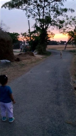 Cat & dog 🥳 pyari Srini #villagelife #village #peace #bihar #fun #play #shorts #video