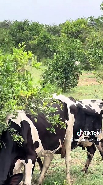 sakia_dairy_farm on TikTok