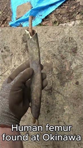 Nature's recycling: human femur bone found at Okinawa with tree root growing completely through it