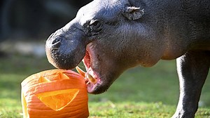 Hungry Hungry Hippo Enjoys Halloween Treats at Brookfield Zoo
