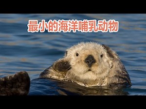 体型最小的海洋哺乳动物：海獭