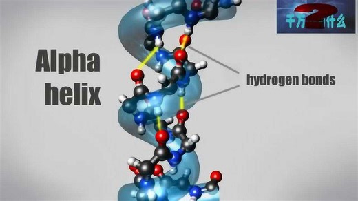 3D动画演示：漫游了解蛋白质的组成过程
