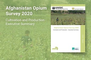 Afghanistan: 37 per cent increase in opium poppy cultivation in 2020, while researchers explore novel ways to collect data due to COVID-19