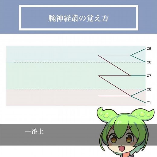 腕神経叢の覚え方