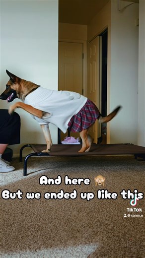 My Service Dog learns to paw alert‼️