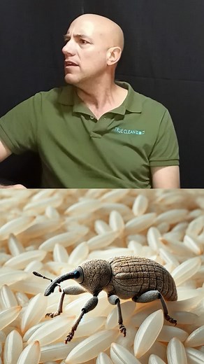 Can I eat stuff that have weevils in? #pestcontrol #trueclean #portelizabeth #gqeberha #weevils