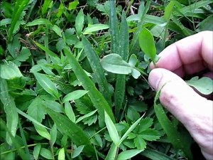 Wild Foraging Series Sheep Sorrel