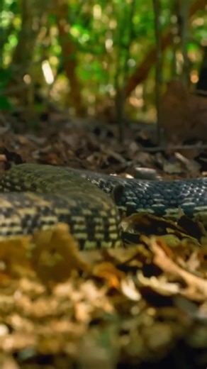 This chameleon has a clever trick for escaping a snake #edu #chameleon #snake #camouflage #NatureDocumentary | Lauren Wood | Facebook