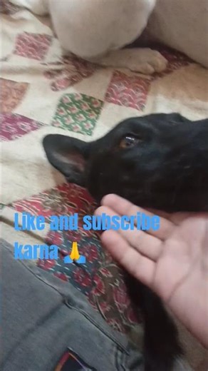 My cutie Cutie 🥰🧿#shortsfeed #shortviral #shortvideo #shorts